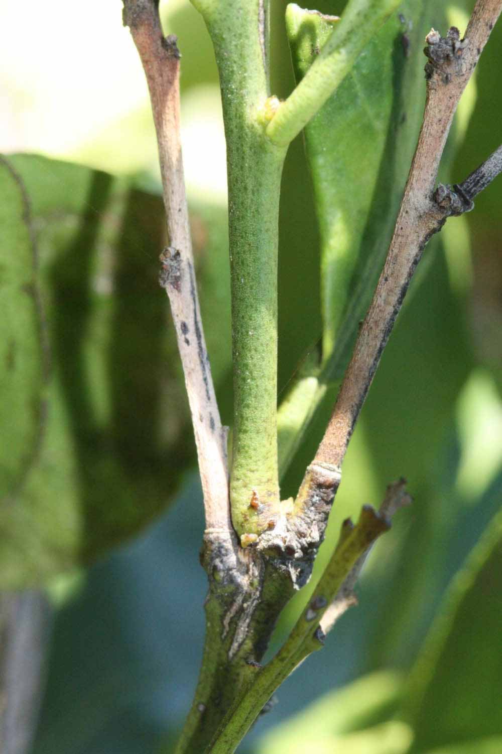              First year twig (Riverside, CA)       